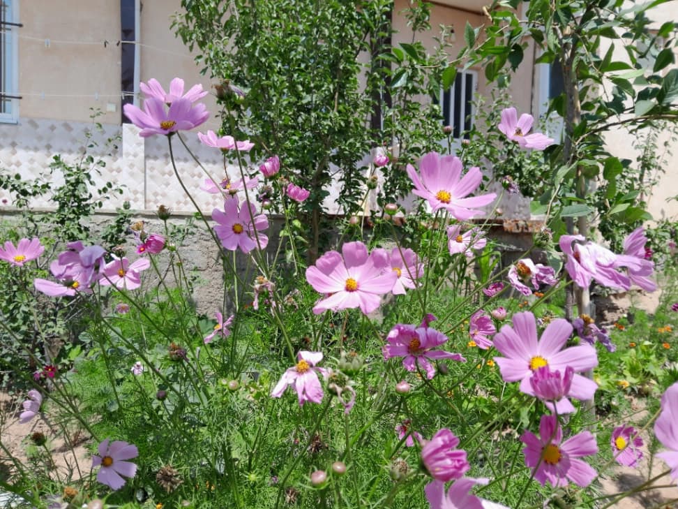 حیاط اقامتگاه 