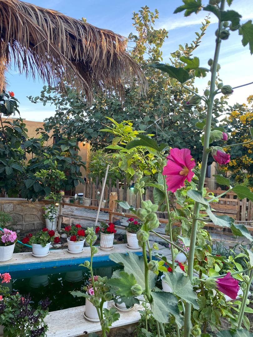 محوطه حیاط