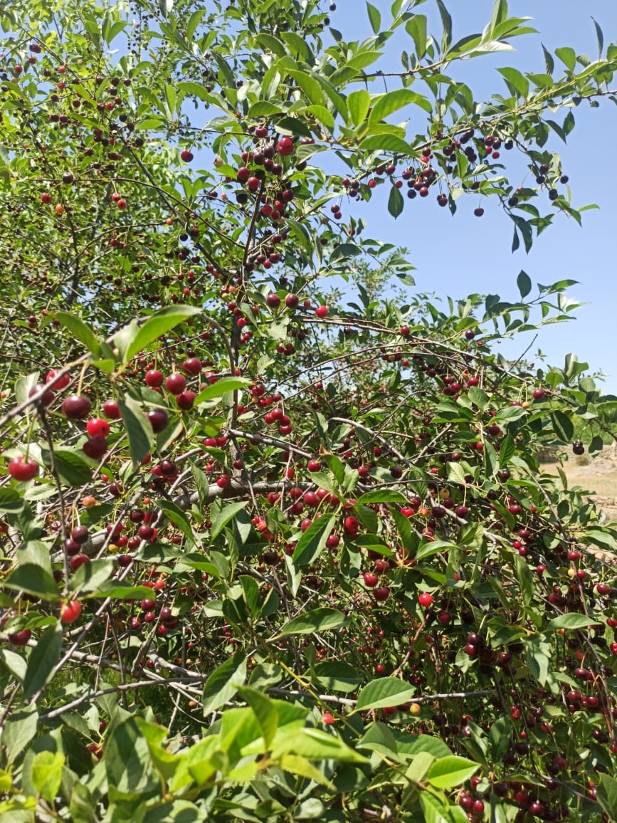 اجاره خانه سنتی در آزاد شهر - اتاق 2