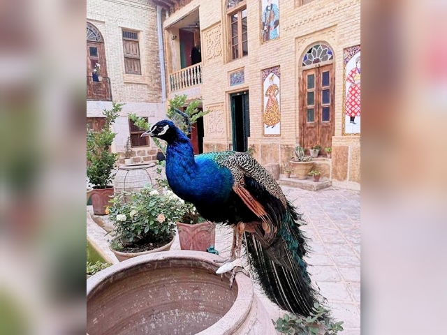 اجاره خانه بومگردی در شیراز - شاهنشین