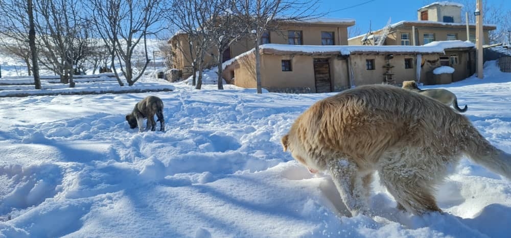 اجاره سوئیت روستایی در کانی کچکینه روانسر - 2
