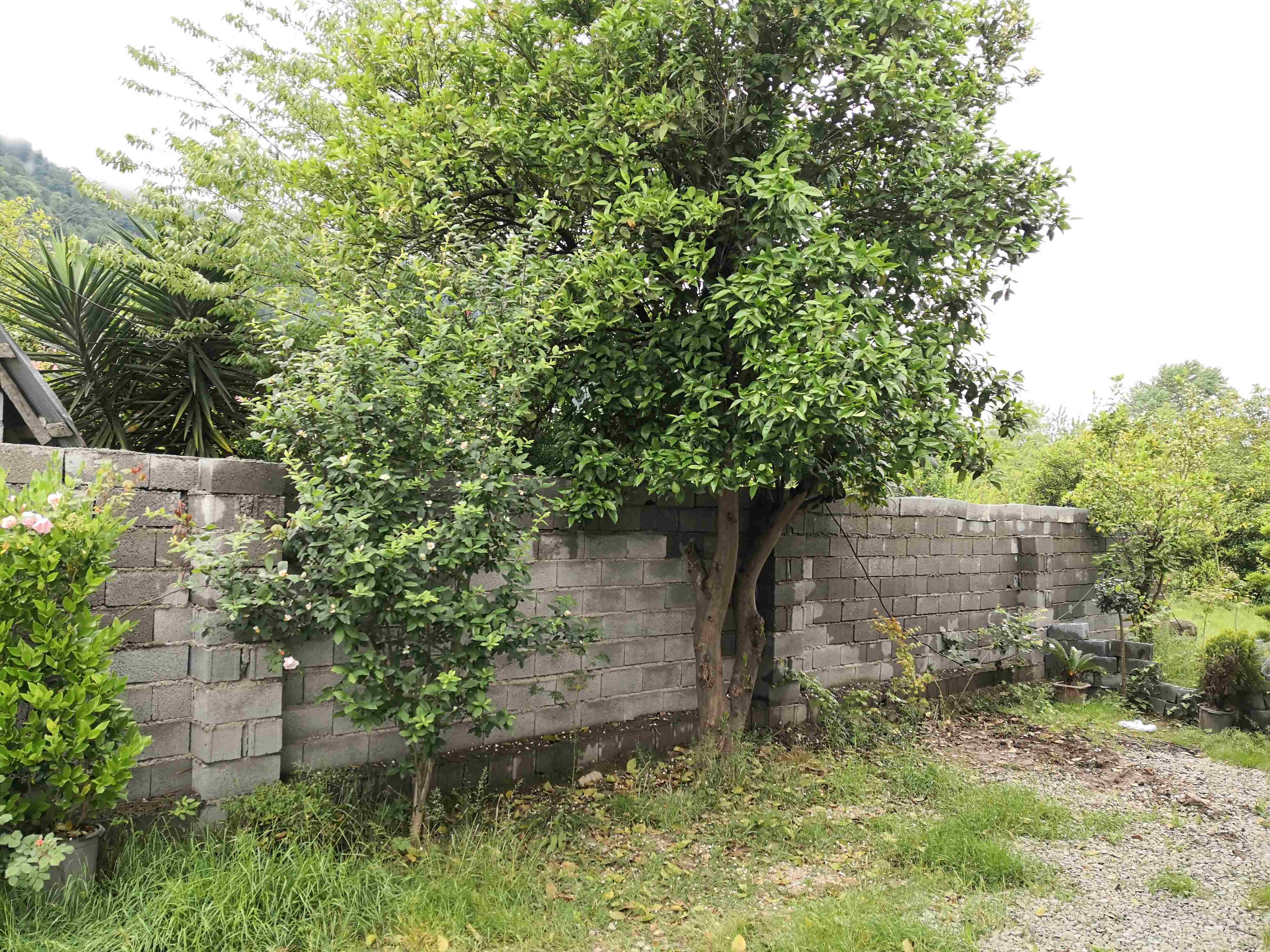 اجاره ویلا دوبلکس در هچیرود مازندران