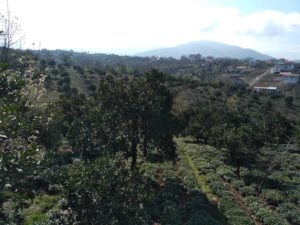 اجاره کلبه چوبی رودسر بخش رحیم آباد