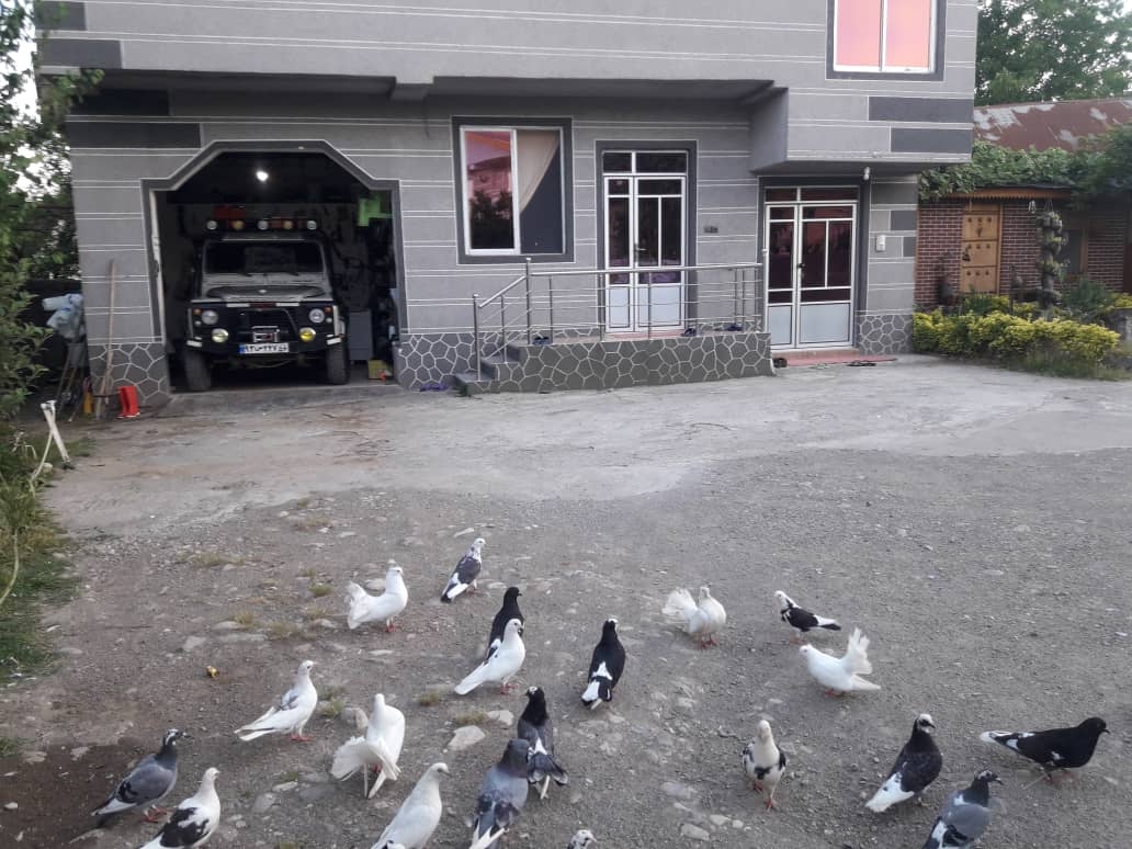 اجاره بومگردی ویلایی در لیسار تالش