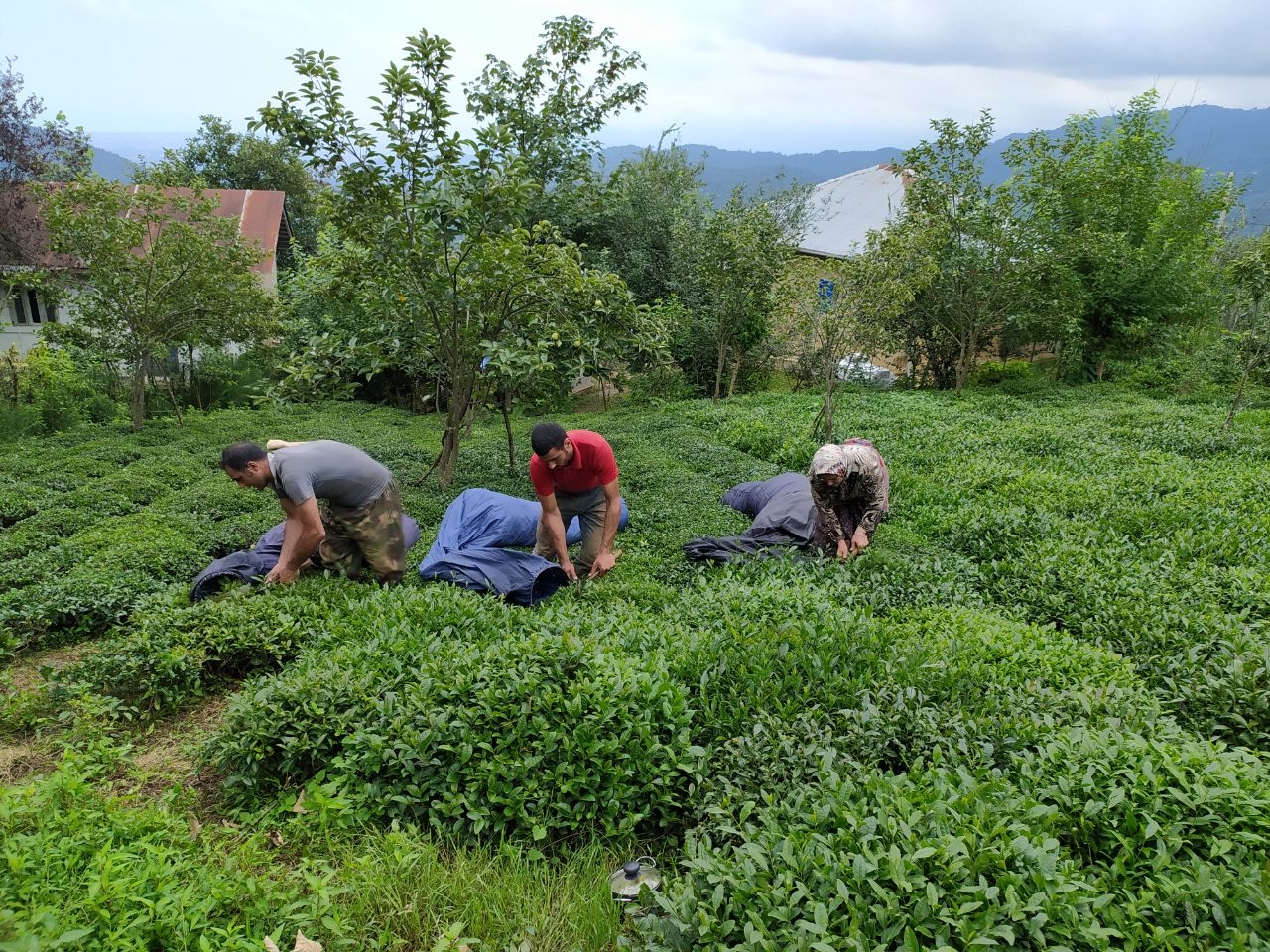 اجاره اقامتگاه بومگردی در بالابند تنکابن