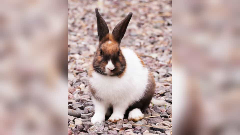 اجاره اقامتگاه بومگردی در میان پشته رودسر