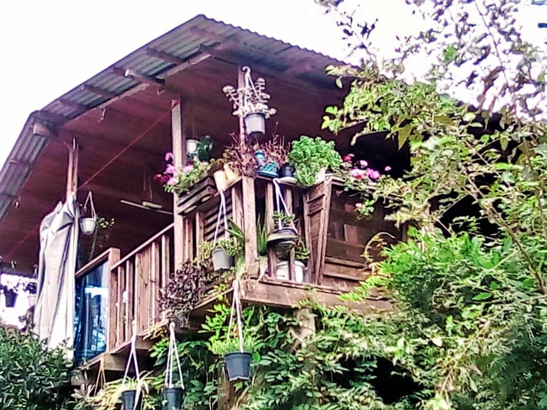 اجاره کلبه چوبی جنگلی در جاده جواهرده - رامسر