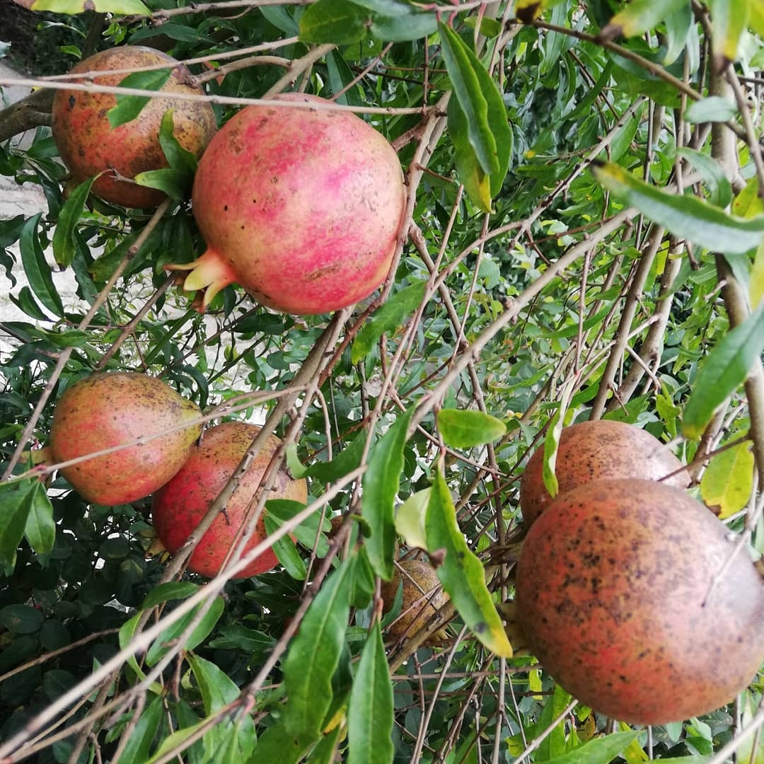 اجاره ویلا جنگلی در روستای واسکس -قائم شهر - دنج هزارون