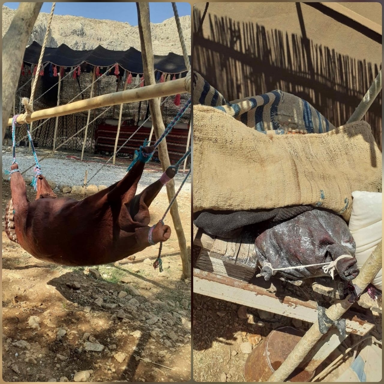 اجاره چادرعشایری در ششپیر سپیدان - فارس