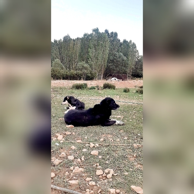 اجاره چادرعشایری در ششپیر سپیدان - فارس