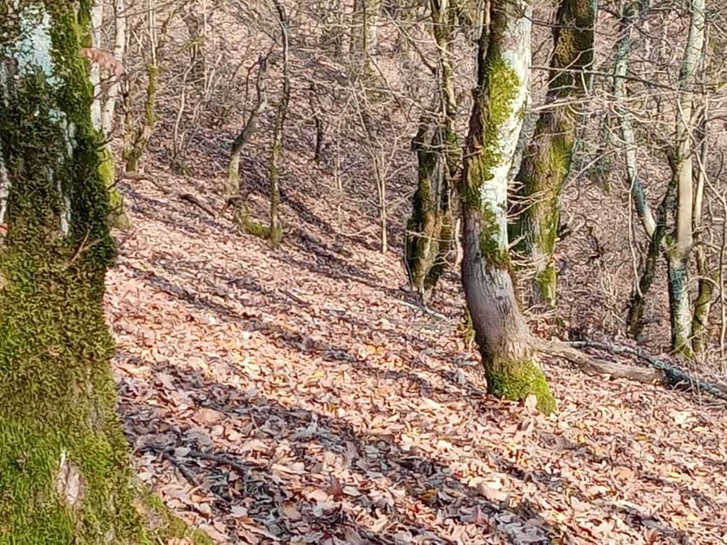 اجاره اتاق سنتی در سقالکسار رشت - ترنج همکف