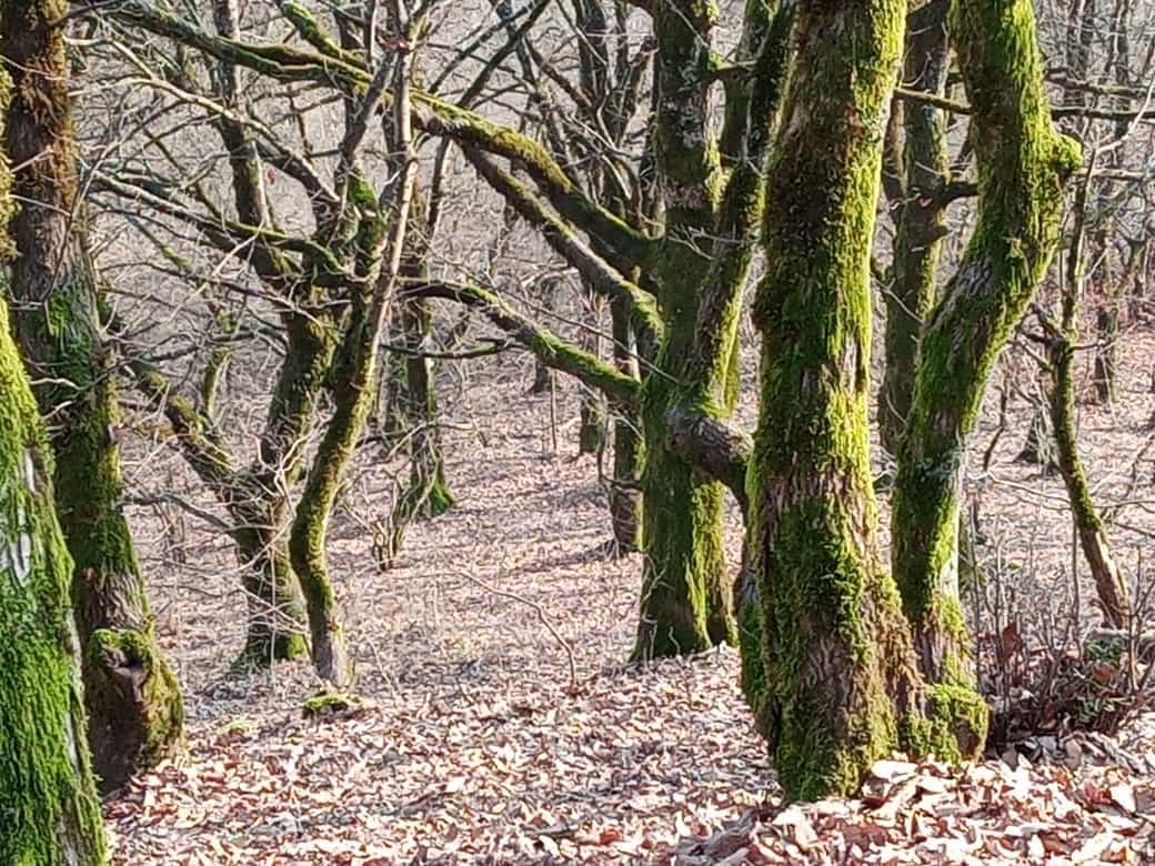 اجاره اتاق سنتی در سقالکسار رشت - ترنج همکف