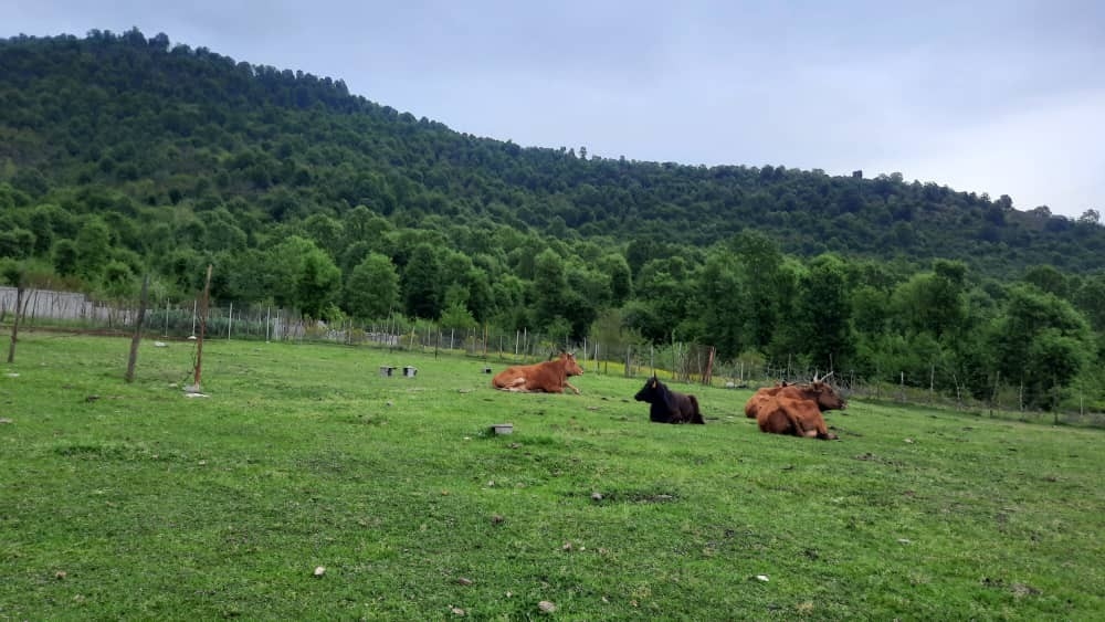 اجاره ویلا جنگلی در دول کوه ماسال