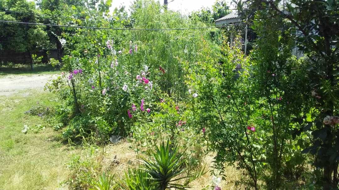 اجاره ویلا نزدیک ساحل در خیابان 22 بهمن رضوانشهر