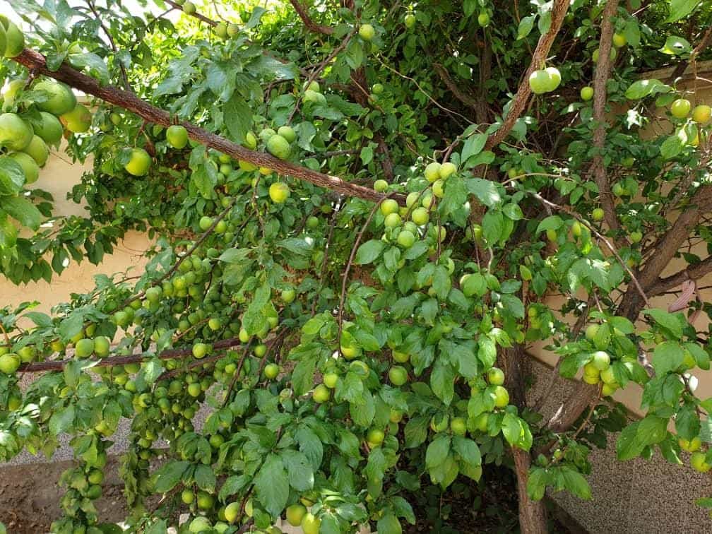 اجاره ویلا در خیابان دولت آباد نیاسر