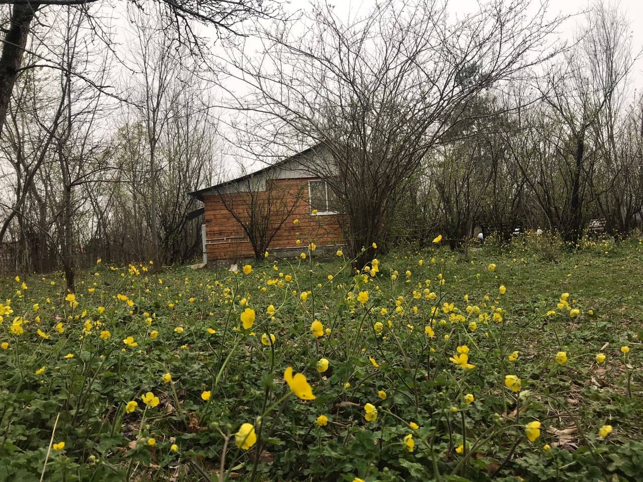 اجاره کلبه چوبی در روستای درخانه ماسال