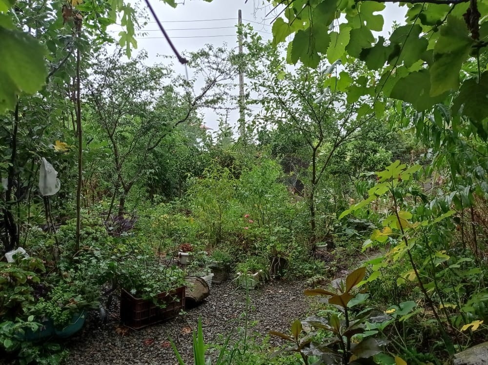 اجاره ویلا باغ در روستای طولارود تالش