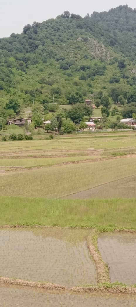 اجاره سوئیت مبله با چشم انداز جنگلی درماسال