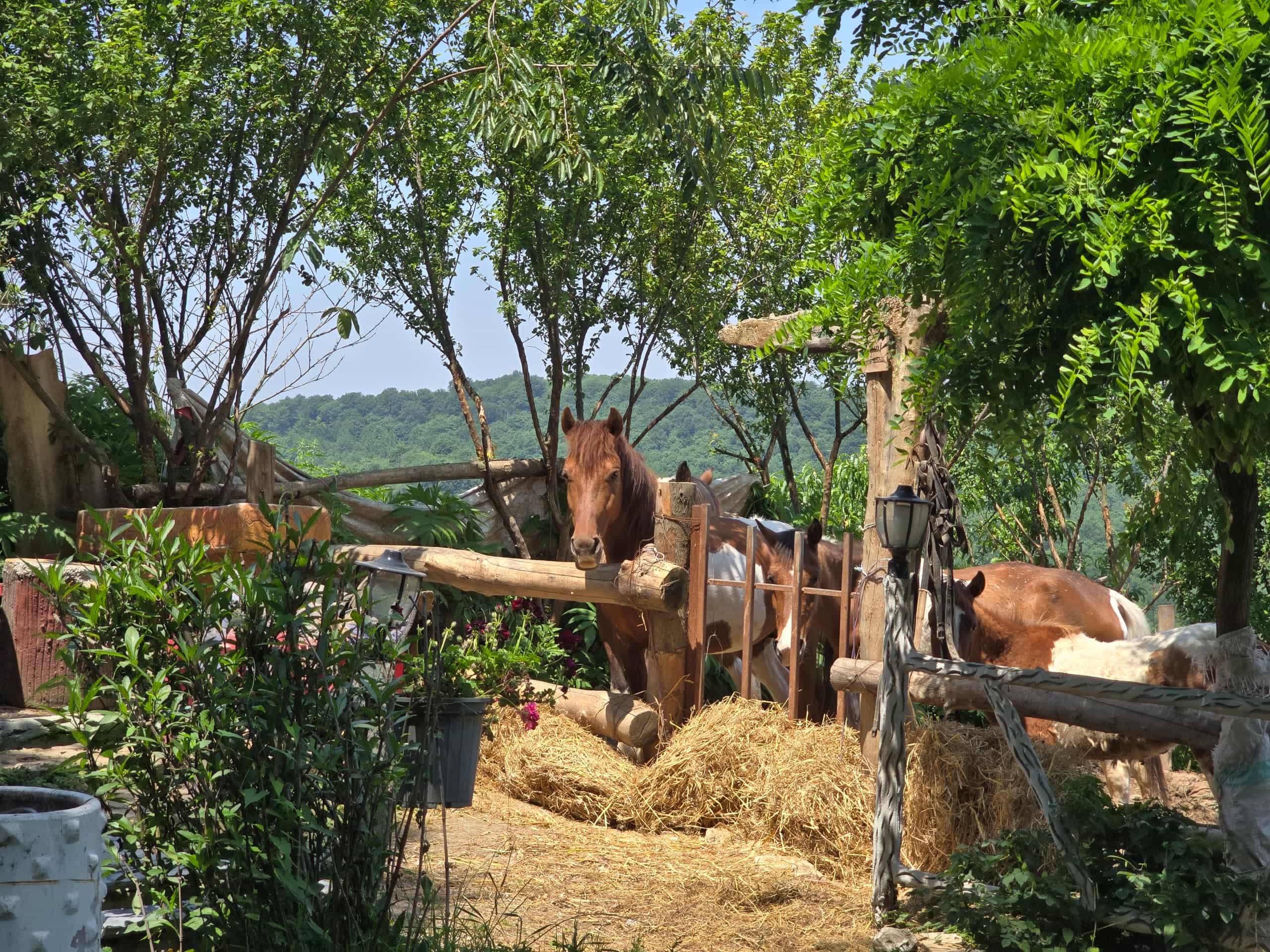 رزرو کلبه چوبی درختی در روستای امره ساری - الارا