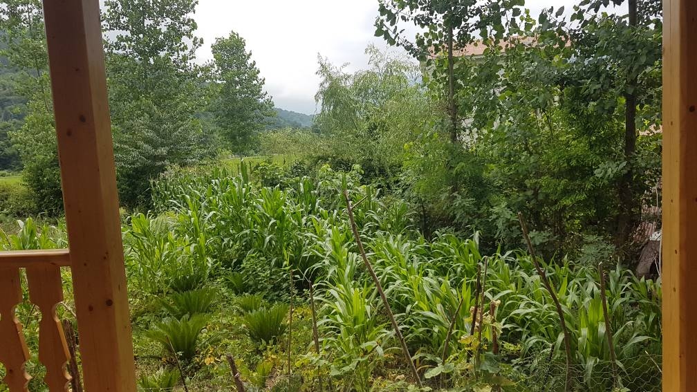 اجاره بومگردی جنگلی در روستای توتکی - واحد پامچال