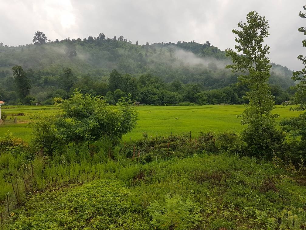 اجاره بومگردی جنگلی در روستای توتکی - واحد پامچال