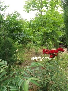 اجاره ویلا جنگلی در اولم ماسال