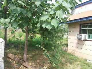 اجاره ویلاشیک جنگلی درماسال