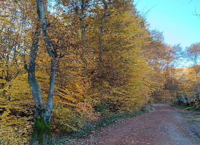 اقامتگاه بومگردی جنگلی در روستای ولمازو
