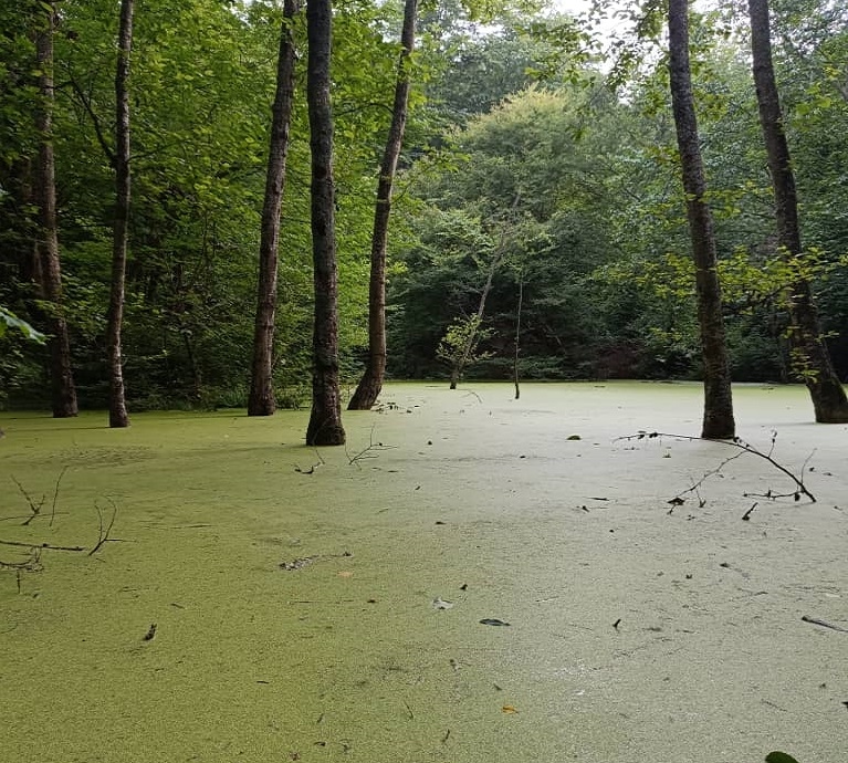 اقامتگاه بومگردی جنگلی در روستای ولمازو