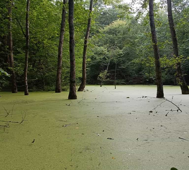 اقامتگاه بومگردی جنگلی در روستای ولمازو