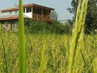 اجاره کلبه جنگلی در وشمه سرا ماسال