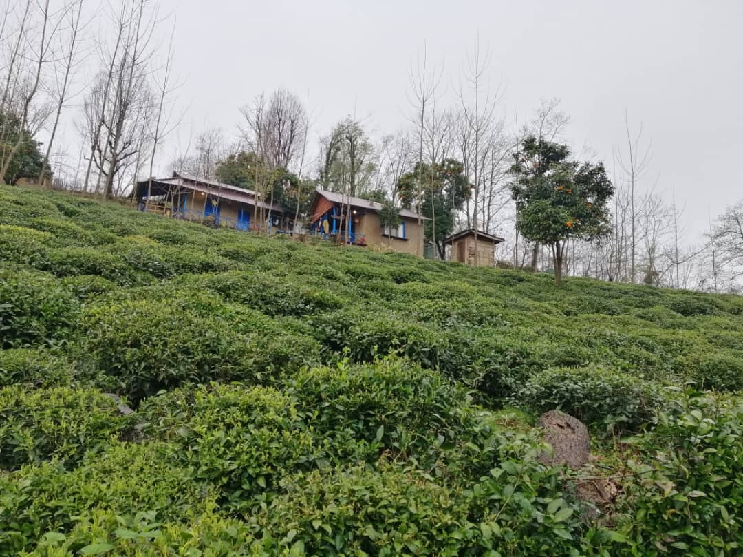 اجاره کلبه جنگلی در گرماپشته تنکابن - کلبه پدر