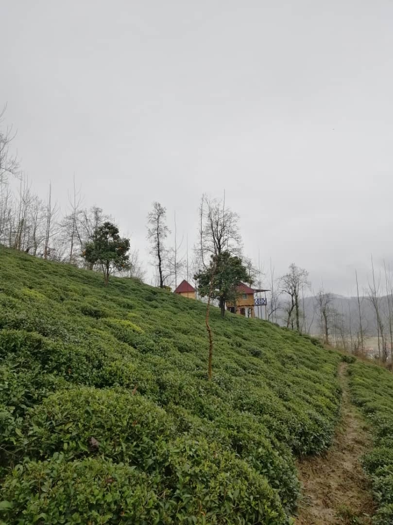 اجاره کلبه جنگلی در گرماپشته تنکابن - کلبه پدر