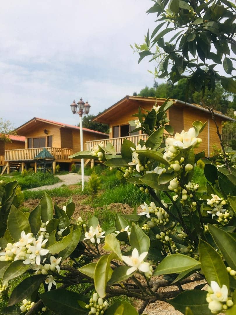 اجاره کلبه چوبی جنگلی در مرزیکلا شیرگاه