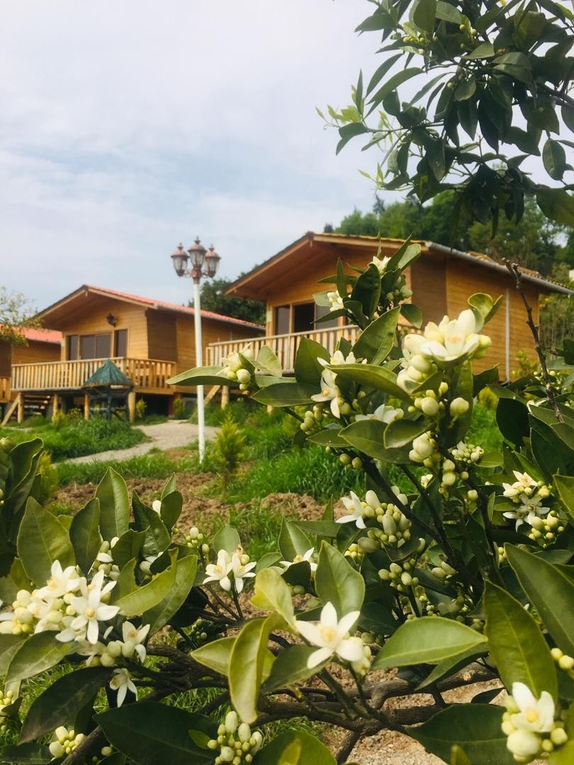 اجاره کلبه جنگلی در مرزیکلا شیرگاه