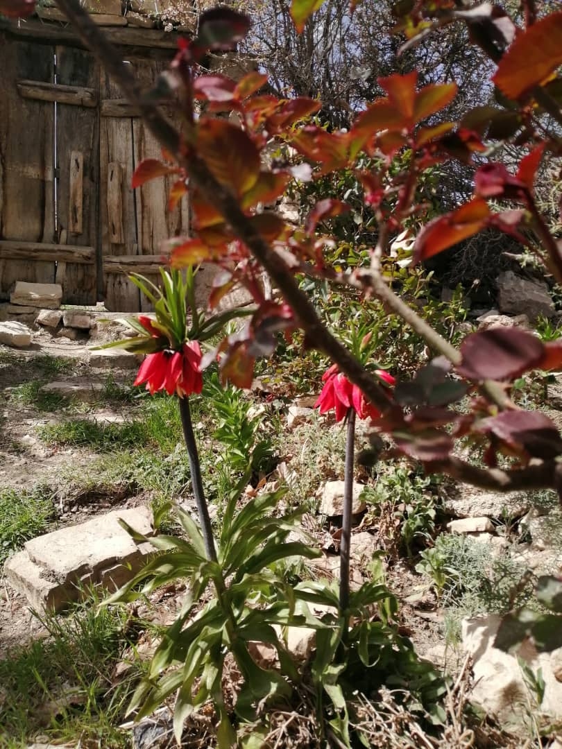 اجاره خانه روستای پرشکفت خان زنیان