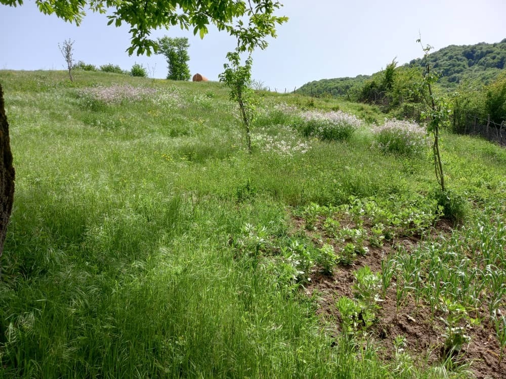 اجاره سوئیت جنگلی در چلکاسر - 2