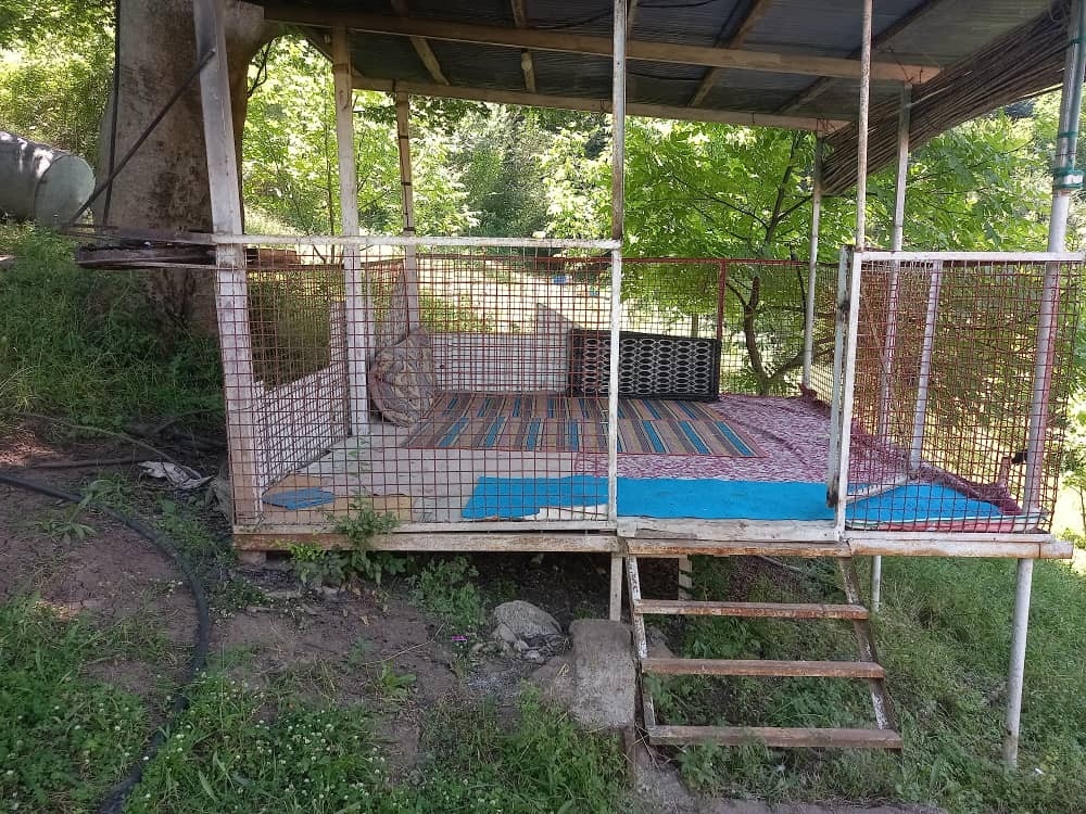 اجاره سوئیت جنگلی در چلکاسر - 2