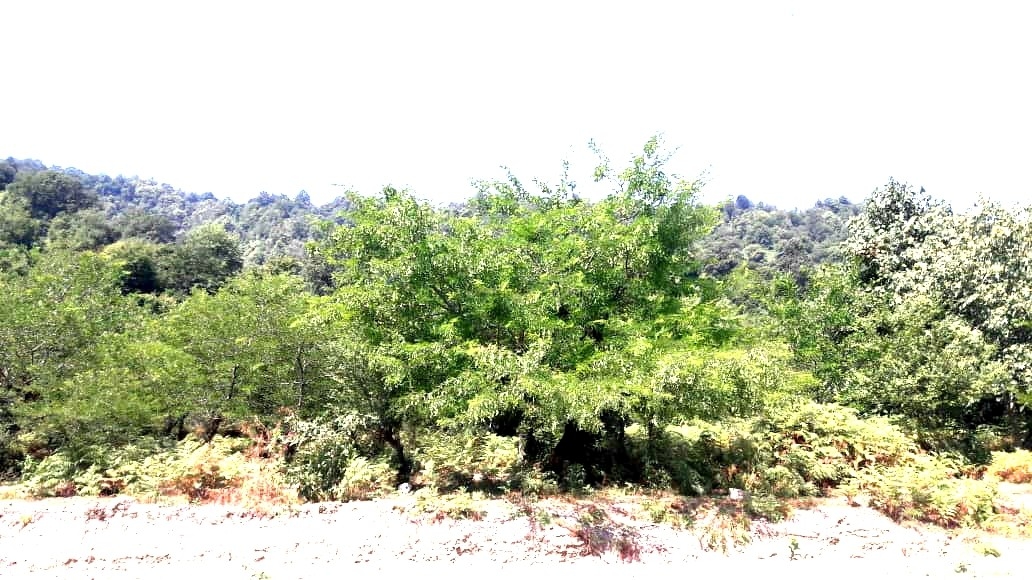 اجاره ویلا باچشم انداز جنگلی درتالش