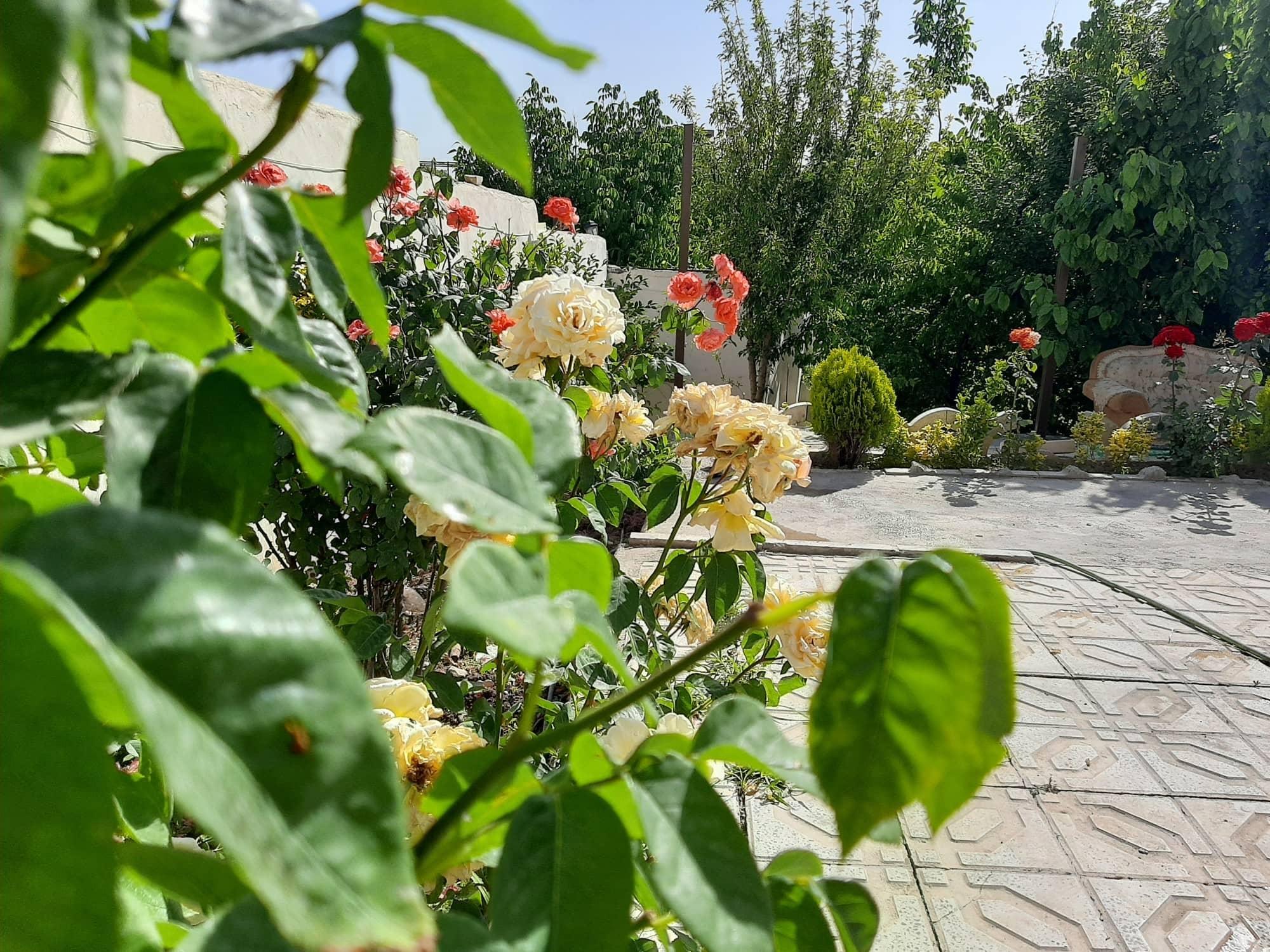 اجاره باغ و ویلا در باغ گردو دماوند