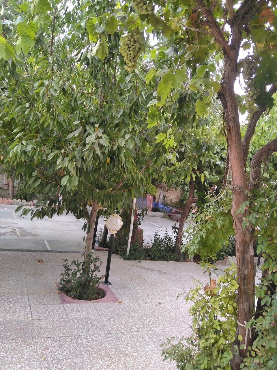 اجاره سوئیت کلبه ای در  گلپاشین ارومیه