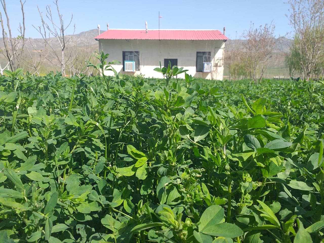 اجاره سوئیت سنتی در خداآفرین خمارلو- پنج تخته