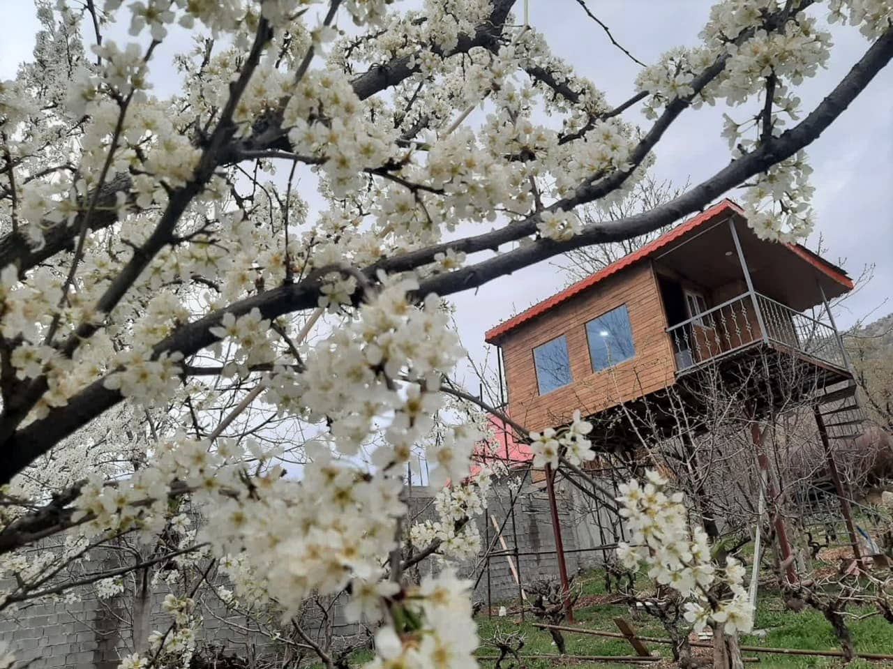 اجاره کلبه درختی در روستا بیاره سی سخت - یاسوج