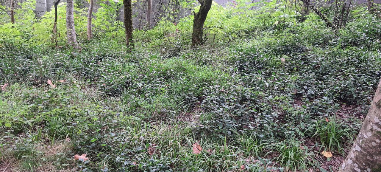 اجاره سوئیت در لیشک