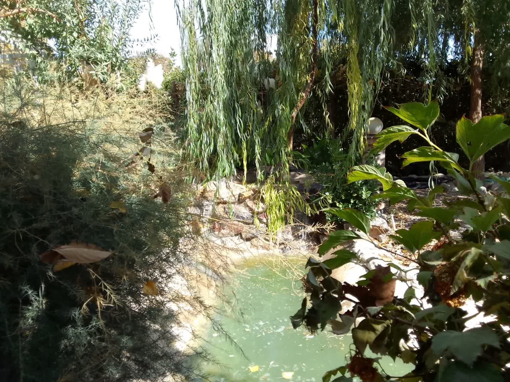 محوطه باغ