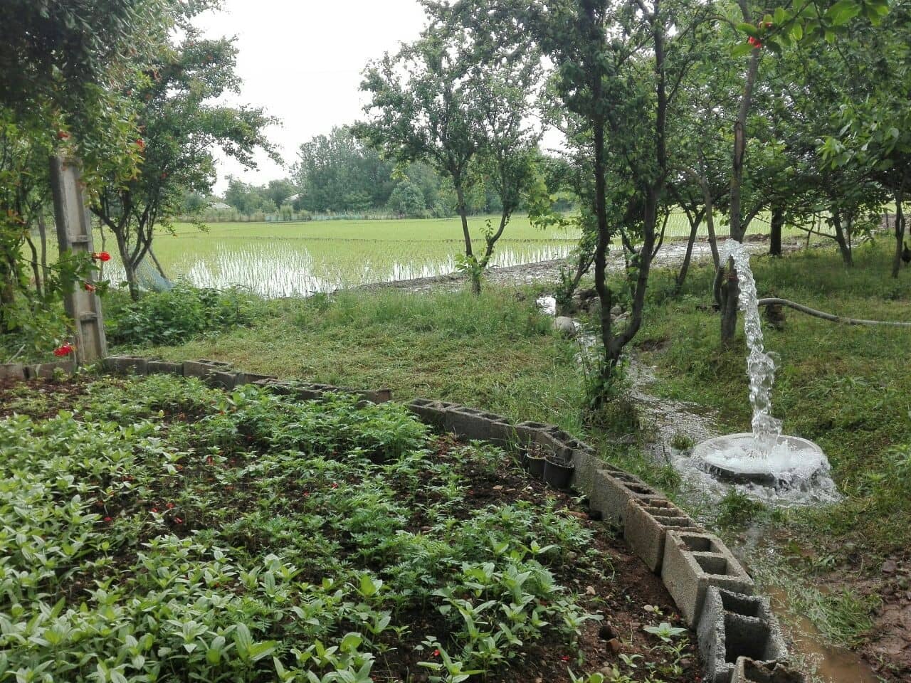 اجاره ویلا در وردوم ماسال