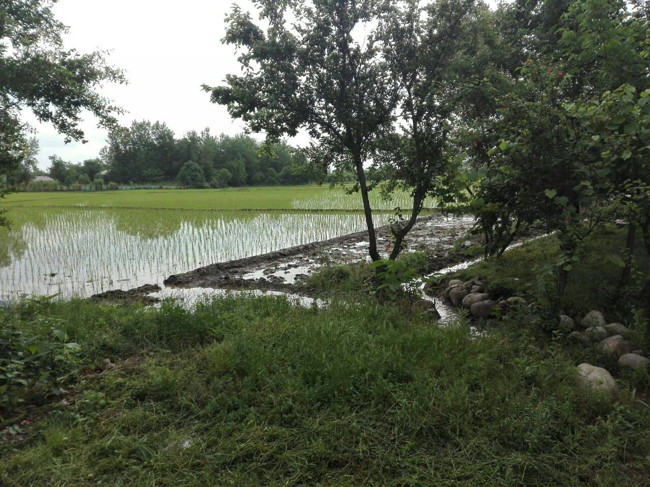 اجاره ویلا در وردوم ماسال