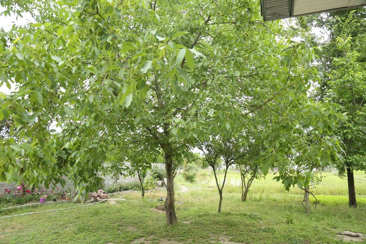 اجاره ویلا در وردوم ماسال