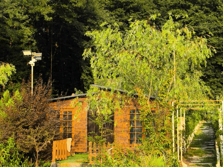 اجاره کلبه چوبی جنگلی در سوخته کوه لاهیجان - بیدمجنون نما کلبه چوبی