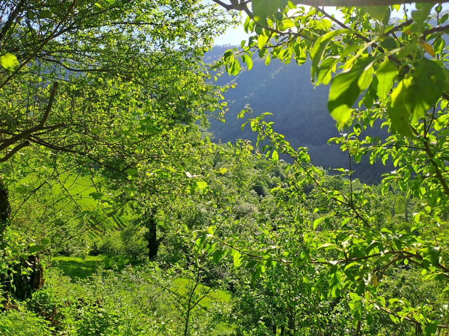 چشم انداز کوه و جنگل درمقابل آلاچیق